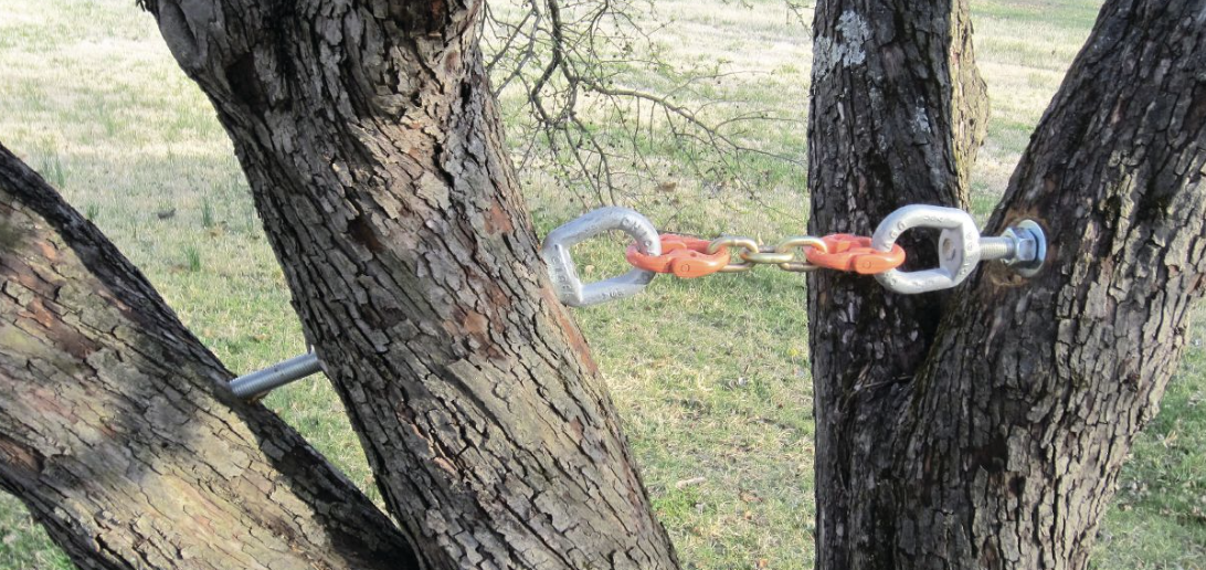 Tree cabling in the chicagoland area4